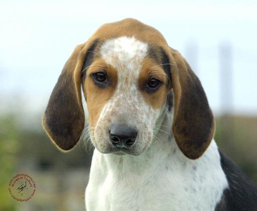 Foxhound 9C005D-14.JPG